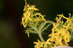 Yellow Spring bedstraw 